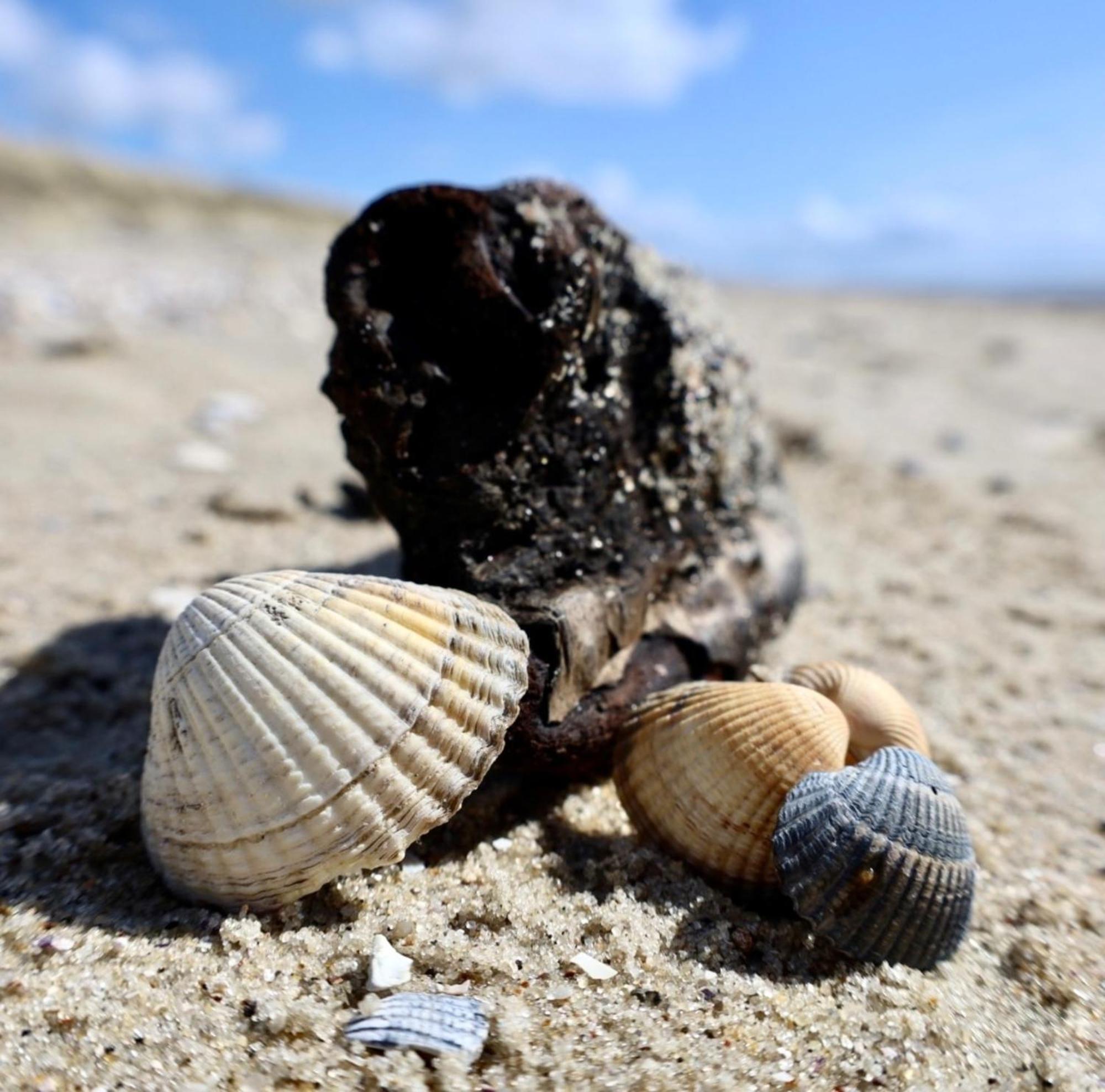 Pension Hilligenlei Zi 04 Dz Wyk auf Föhr Exterior foto